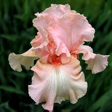 Ірис Beverly Sills (кореневища), фото 1