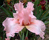 Ірис Beverly Sills (кореневища), фото 3