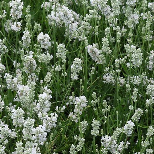 Лаванда Hidcote White (саджанці), фото 1