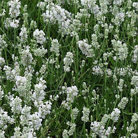 Лаванда Hidcote White (саджанці)