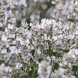 Лаванда Hidcote White (саджанці), фото 2