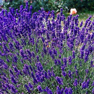 Лаванда Dwarf Blue (сажі), фото 1