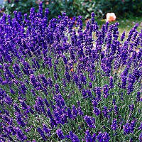 Лаванда Dwarf Blue (сажі)