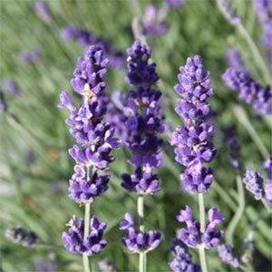 Лаванда Dark Hidcote Blue (саджанці), фото 1