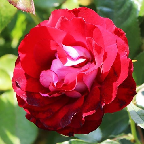 Роза Rose der Einheit (саженец)