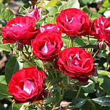 Роза Rose der Einheit (саженец), фото 4