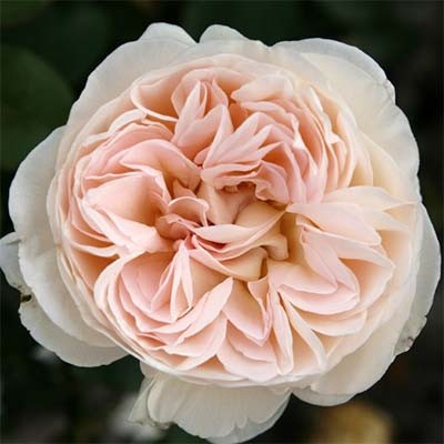 Троянда "Sebastian Kneipp", фото 1