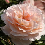 Троянда "Sebastian Kneipp", фото 3