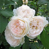 Троянда "Sebastian Kneipp", фото 4