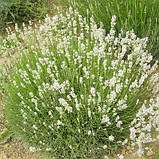 Лаванда Alba (саджанці), фото 2