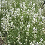 Лаванда Alba (саджанці), фото 3