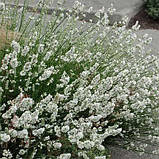 Лаванда Arctic Snow, фото 3
