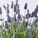 Лаванда Lavance Purple, фото 2