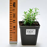 Лаванда Lavance Purple, фото 4