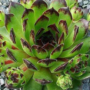 Кам'яна троянда Reinhard (саджанці), фото 1