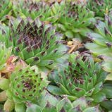 Кам'яна троянда Reinhard (саджанці), фото 2