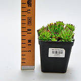 Кам'яна троянда Reinhard (саджанці), фото 3