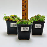 Кам'яна троянда Reinhard (саджанці), фото 4