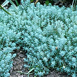 Седум Blue Spruce (саджанці), фото 3