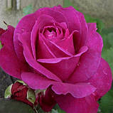 Троянда Parole, фото 2