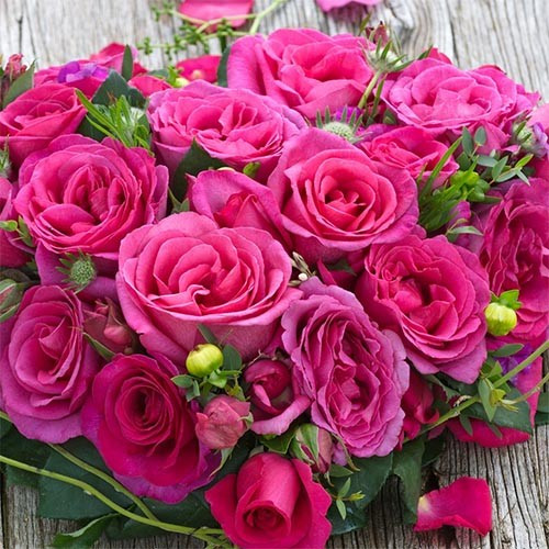 Троянда Parole, фото 1