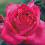 Троянда Parole, фото 4