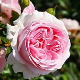 Роза Wellenspiel, фото 2