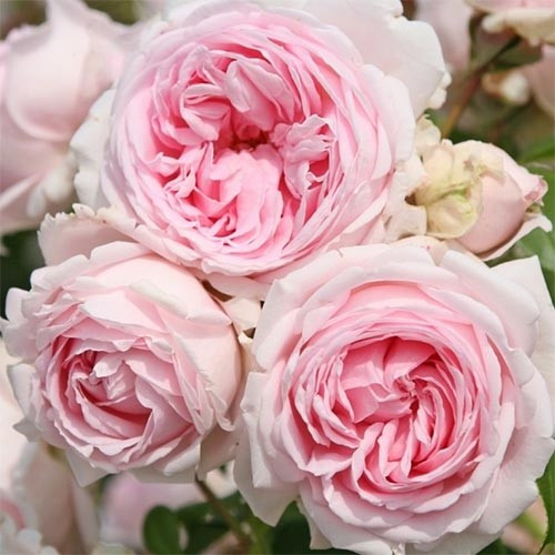 Роза Wellenspiel, фото 1