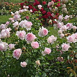 Роза Wellenspiel, фото 3