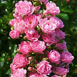 Троянда The Fairy, фото 2