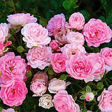 Троянда The Fairy, фото 3
