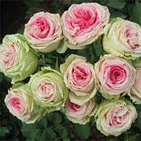 Троянда- спрей Mimi Eden (саджанці), фото 3