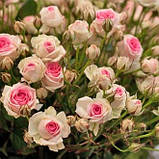 Троянда- спрей Mimi Eden (саджанці), фото 2