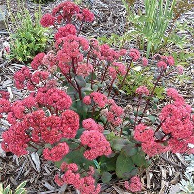 Седум Red Cauli (садженці)