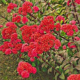 Седум Red Cauli (садженці), фото 4
