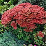 Седум Autumn Joy (саджанці), фото 3