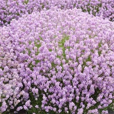 Лаванда Loddon Pink, фото 1