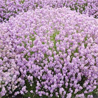 Лаванда Loddon Pink