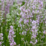 Лаванда Loddon Pink, фото 3