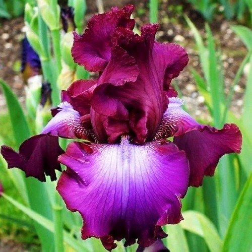 Ірис Rosette Wine (кореневища), фото 1