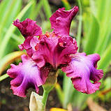 Ірис Rosette Wine (кореневища), фото 2