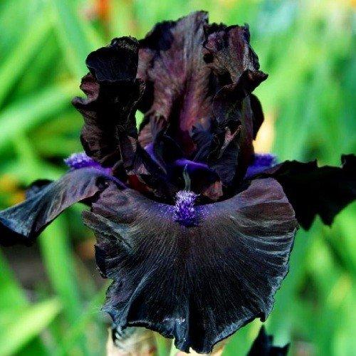 Ірис Midnight Oil (кореневища), фото 1