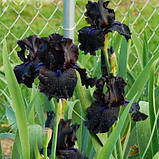 Ірис Midnight Oil (кореневища), фото 2