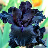 Ірис Midnight Oil (кореневища), фото 3