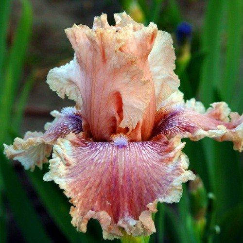 Сүлік порно Орыс кремі жинағы