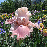 Ірис In a Kiss (кореневища), фото 2