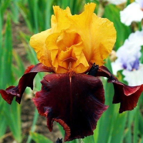 Ірис Supreme Sultan (кореневища), фото 1