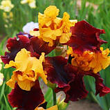 Ірис Supreme Sultan (кореневища), фото 2