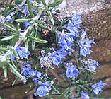 Розмарин Capri, фото 2