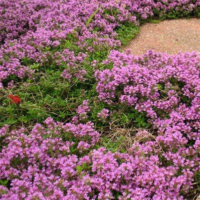 Чебрець Coccineus, фото 1